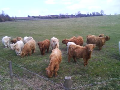 Young Highland Coo`s outside Cupar