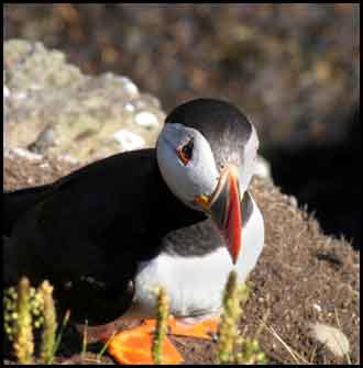 Images of Fife Scotland - puffin on the Isle of May
