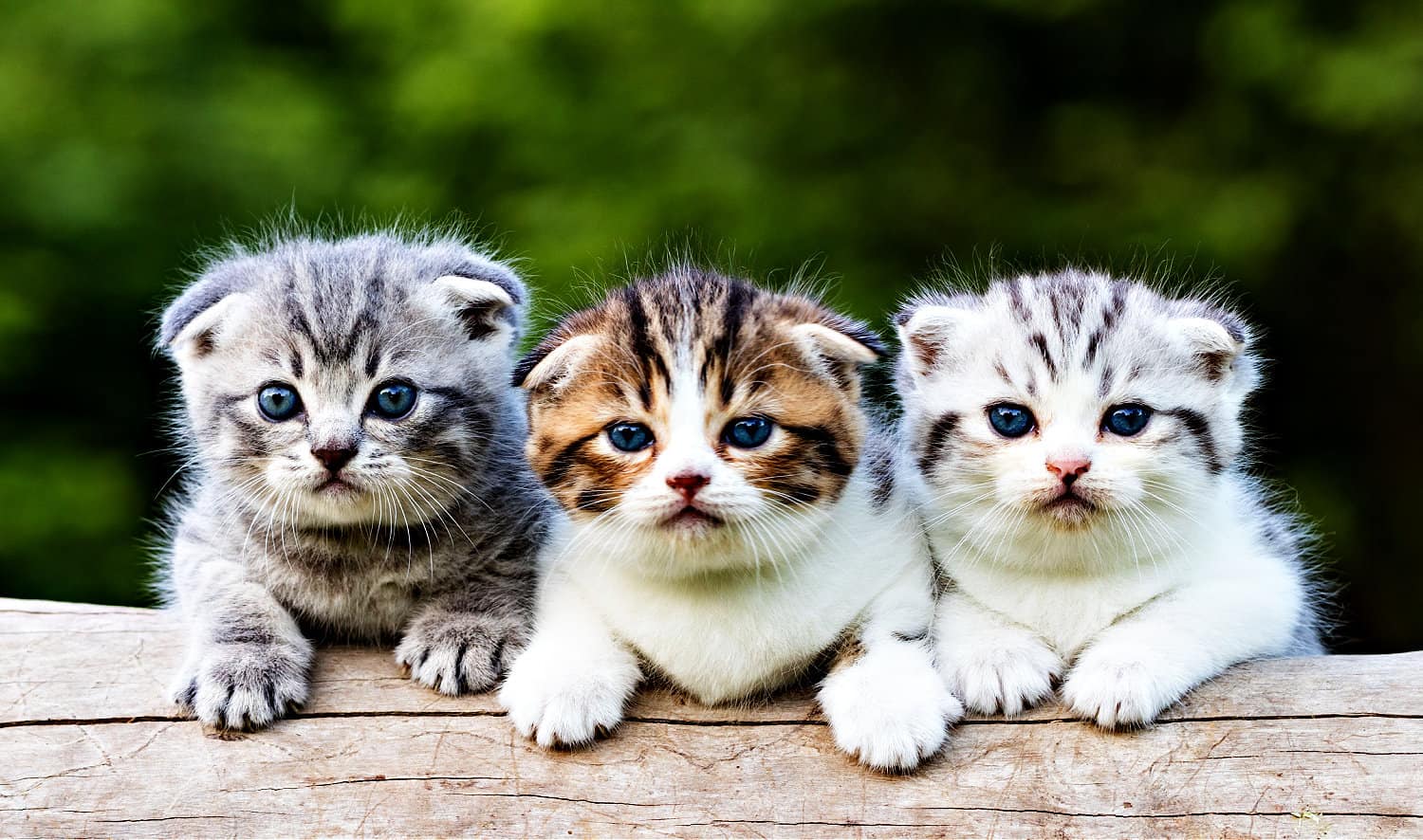 Everything You Need To Know About Scottish Fold Cats Everything You Need To Know About Scottish Fold Cats