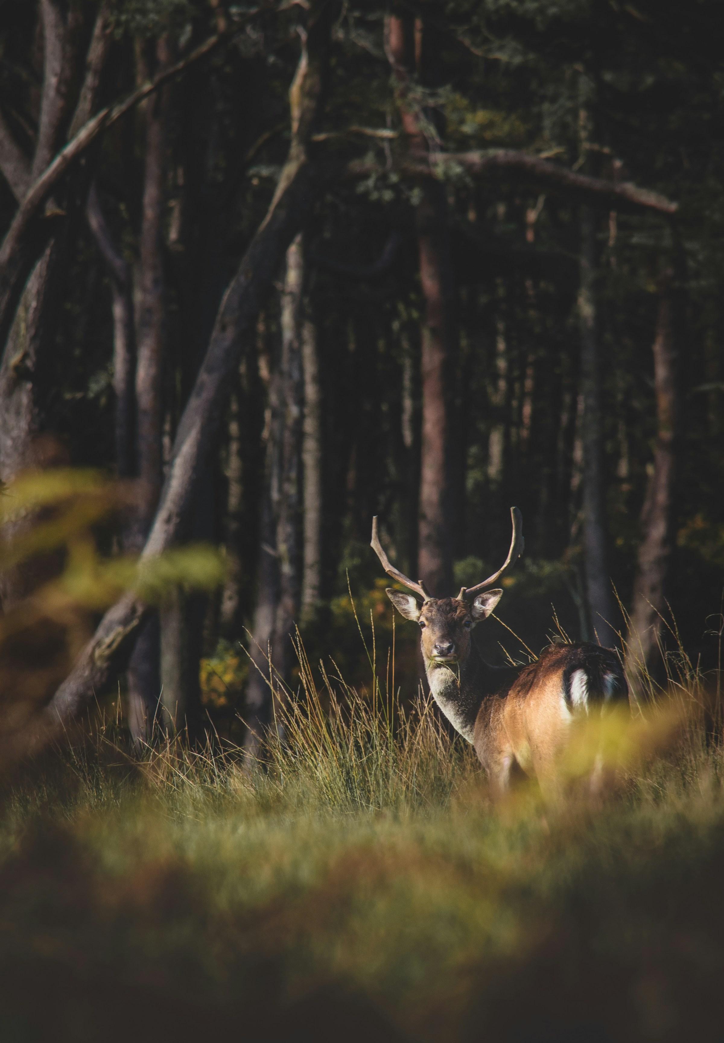 Photo by Charles Lamb on Unsplash
